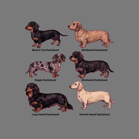 Dachshund Illustrated Breeds Poster for Dog Lovers