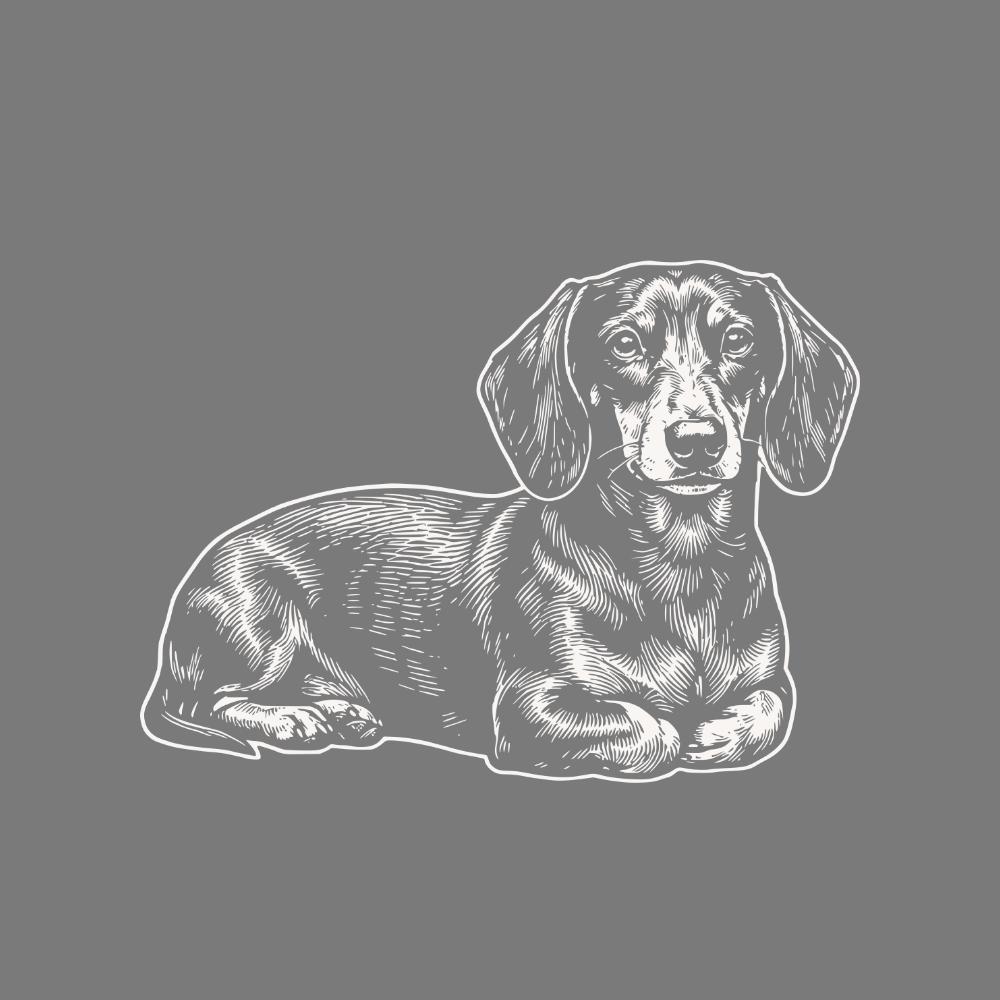 Detailed Illustration of Dachshund Dog product